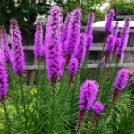 Liatris Spicata Bulbs, Blazing Star, Gayfeather, Perennial Purple Flower Root, Hardy Ornamental Plant for Garden Border & Cut Flower - Image 2