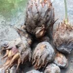 Sago Palm Cycas Revoluta Bulbs, King Sago, Hardy Cycad, Evergreen Ornamental Plant for Indoor & Outdoor Landscaping, Easy to Grow - Image 4