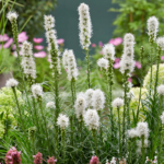 Liatris Spicata Bulbs, Blazing Star, Gayfeather, Perennial Purple Flower Root, Hardy Ornamental Plant for Garden Border & Cut Flower - Image 3