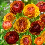 Ranunculus Bulbs, Tecolote Ranunculus Flower Bulbs for Planting, Perennial Garden & Indoor Potting, Beautiful Cut Flowers - Image 4