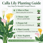 Calla Lily Bulbs, Beautiful Trumpet-Shaped Calla Lily Flower Bulbs for Planting, Perennial Garden & Indoor Potted Plants - Image 6