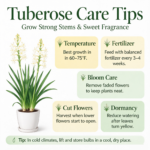 Tuberose Bulbs, Fragrant Tuberose Flower Bulbs for Planting, Perennial Garden & Cut Flower Plants - Image 7
