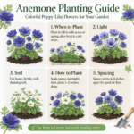 Anemone Bulbs, Vibrant Anemone Flower Corms for Planting, Perennial Garden Borders & Premium Cut Flowers - Image 7