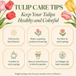 Tulip Bulbs, Mixed Breed Tulip Bulbs for Planting, Spring Perennial Flower Bulbs, Perfect for Yard Landscaping, Window Boxes and Cut Flower Arrangement - Image 6