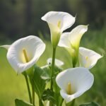 Calla Lily Bulbs, Beautiful Trumpet-Shaped Calla Lily Flower Bulbs for Planting, Perennial Garden & Indoor Potted Plants - Image 3