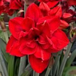 Amaryllis Bulbs, Mixed Hippeastrum Flower Bulbs, Giant Blooming Perennial Bulbs for Indoor Forcing & Outdoor Garden Landscaping, Easy to Grow - Image 2
