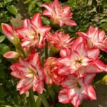 Double Pink Amaryllis Bulbs, Large Double Petal Hippeastrum Bulbs for Indoor Outdoor Planting, Home Garden Decor