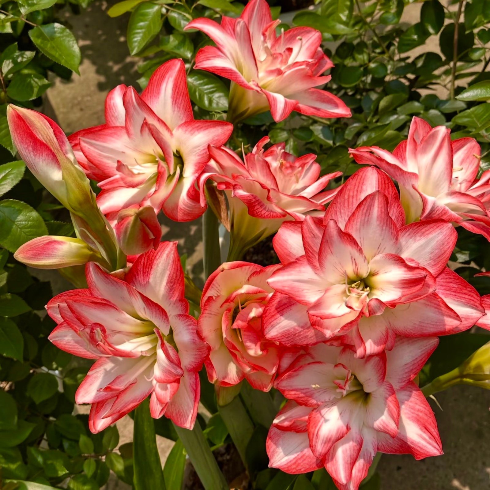 b084fd8f900564c62ceb43fdeaf2a514 Double Pink Amaryllis Bulbs, Large Double Petal Hippeastrum Bulbs for Indoor Outdoor Planting, Home Garden Decor - Image 1