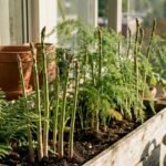 Asparagus Crowns, Asparagus Officinalis, Perennial Vegetable Roots, Hardy Edible Plant for Home Garden, High Yield - Image 2