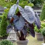 Elephant Ear Tuber , Alocasia Tuber, Giant Tropical Foliage Plant for Indoor & Outdoor Garden, Easy to Grow - Image 2