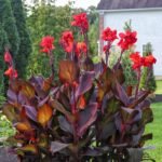 Canna Lily Bulbs, Vibrant Canna Flower Roots for Planting, Perennial Outdoor Garden & Landscape Decor