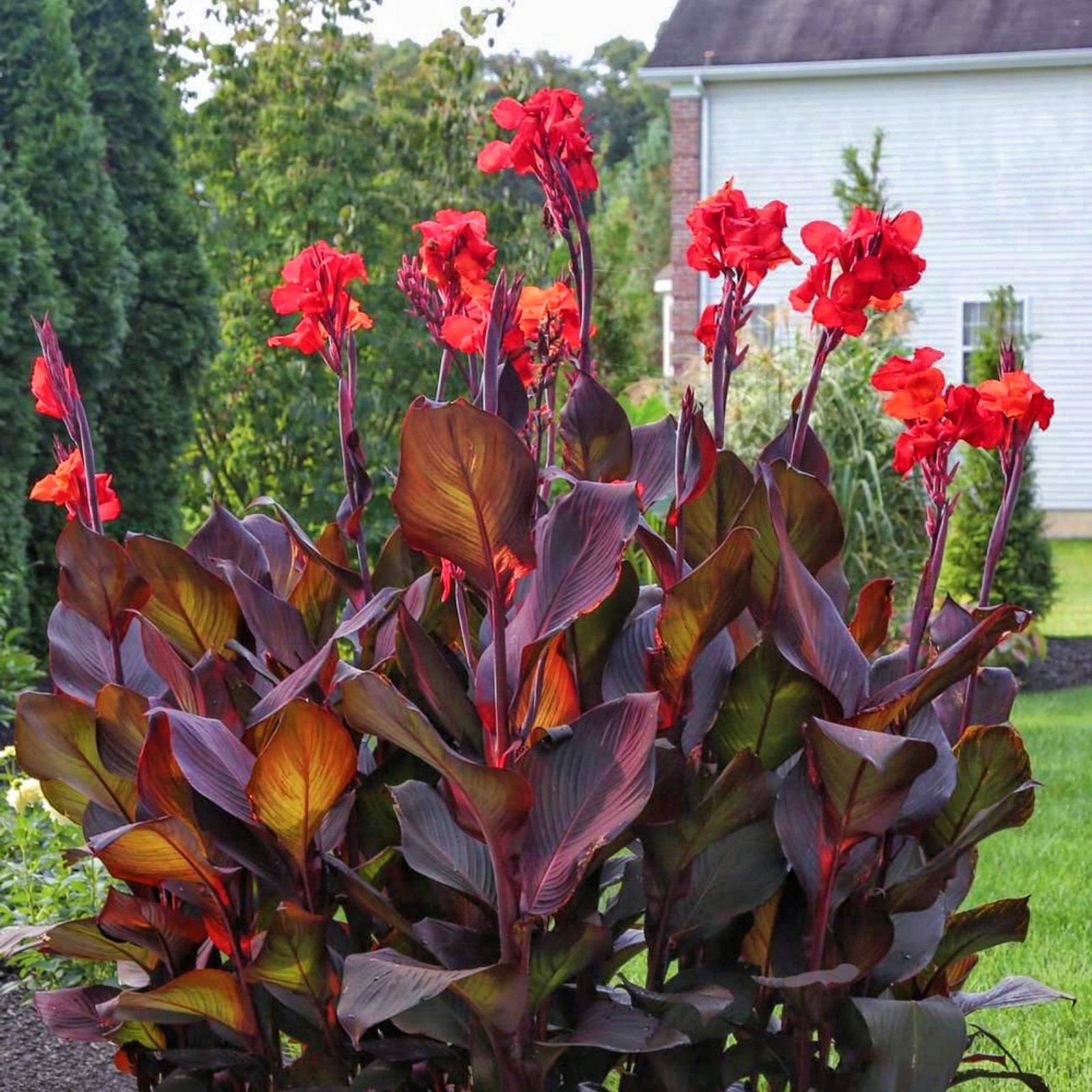 dd200b514bcbe1049784dd0fd2b9b9d7 Canna Lily Bulbs, Vibrant Canna Flower Roots for Planting, Perennial Outdoor Garden & Landscape Decor - Image 1
