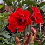 Double Amaryllis Bulbs, Large Double Flower Hippeastrum Bulbs, Perennial Flower Bulbs for Indoor Pots and Outdoor Garden Decor - Image 2