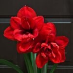Double Amaryllis Bulbs, Large Double Flower Hippeastrum Bulbs, Perennial Flower Bulbs for Indoor Pots and Outdoor Garden Decor