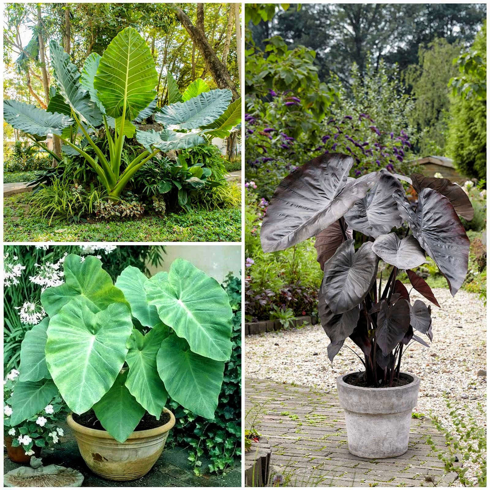 elephant-ears-jumbo-collection-1 Elephant Ear Tuber , Alocasia Tuber, Giant Tropical Foliage Plant for Indoor & Outdoor Garden, Easy to Grow - Image 1