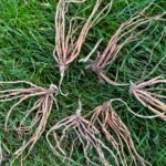Asparagus Crowns, Asparagus Officinalis, Perennial Vegetable Roots, Hardy Edible Plant for Home Garden, High Yield - Image 5
