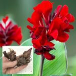 Canna Lily Bulbs, Vibrant Canna Flower Roots for Planting, Perennial Outdoor Garden & Landscape Decor - Image 4