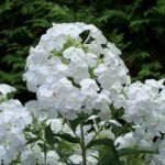 Phlox Roots, Garden Phlox, Phlox Paniculata, Hardy Perennial Fragrant Flower, Multi-color Blooms for Garden Border, Cut Flower & Landscape - Image 3