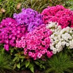 Phlox Roots, Garden Phlox, Phlox Paniculata, Hardy Perennial Fragrant Flower, Multi-color Blooms for Garden Border, Cut Flower & Landscape
