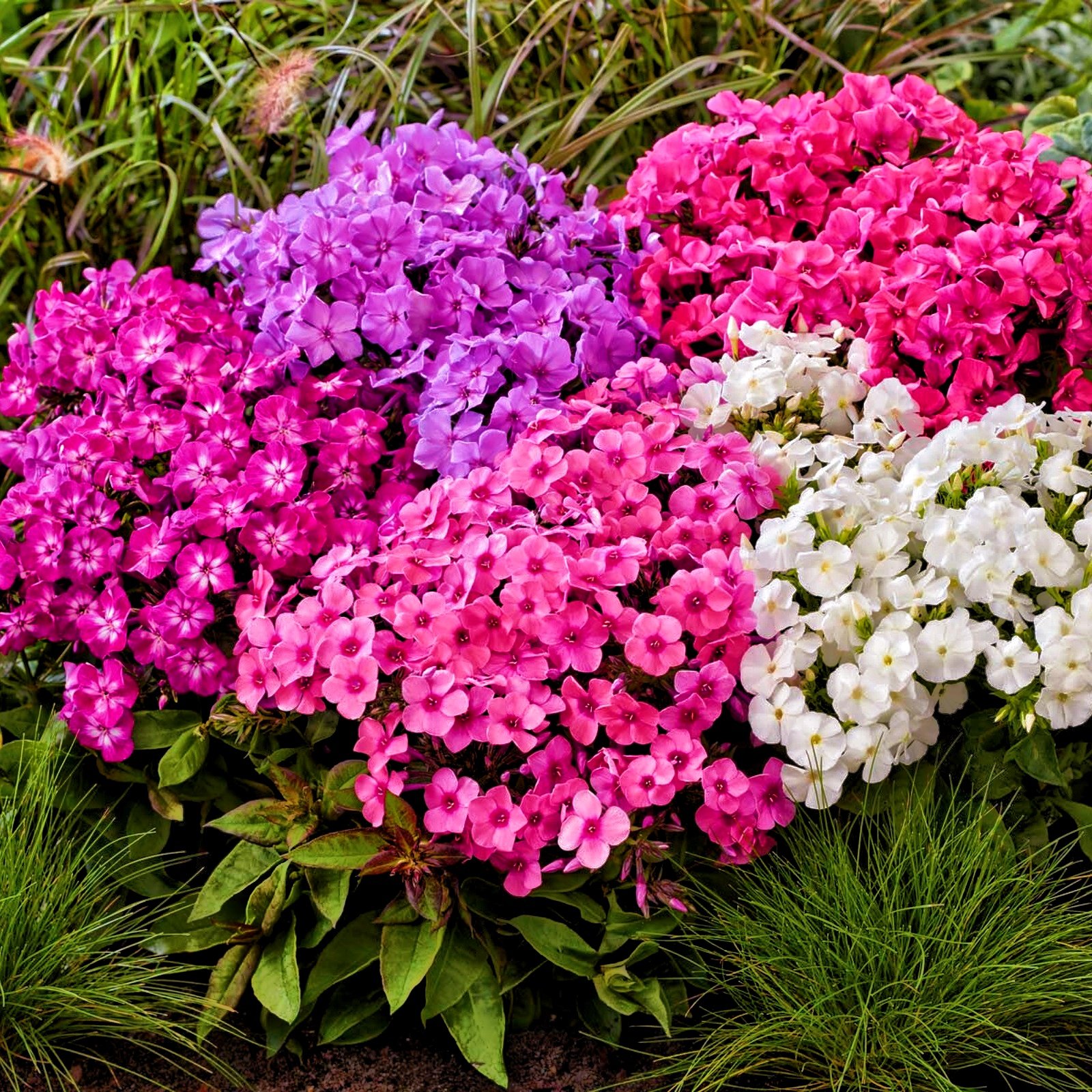 phlox-flatscreen-lilac-3 Phlox Roots, Garden Phlox, Phlox Paniculata, Hardy Perennial Fragrant Flower, Multi-color Blooms for Garden Border, Cut Flower & Landscape - Image 1