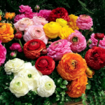 Ranunculus Bulbs, Tecolote Ranunculus Flower Bulbs for Planting, Perennial Garden & Indoor Potting, Beautiful Cut Flowers