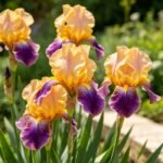 Bearded Iris Rhizomes, Perennial Flowering Roots, Eye-catching Multi Tone Blooms, Great for Outdoor Landscaping, Patio Planters & Fresh Cut Flowers - Image 2