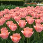Tulip Seeds Bulbs, Vibrant Tulip Flower Bulbs, Ideal for Cut Flower, Garden Borders, Balcony Containers, Great Gift for Gardener - Image 2