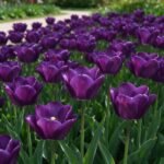 Tulip Seeds Bulbs, Vibrant Tulip Flower Bulbs, Ideal for Cut Flower, Garden Borders, Balcony Containers, Great Gift for Gardener - Image 4