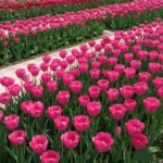 Tulip Seeds Bulbs, Vibrant Tulip Flower Bulbs, Ideal for Cut Flower, Garden Borders, Balcony Containers, Great Gift for Gardener - Image 3