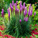 Liatris Spicata Bulbs, Blazing Star, Gayfeather, Perennial Purple Flower Root, Hardy Ornamental Plant for Garden Border & Cut Flower
